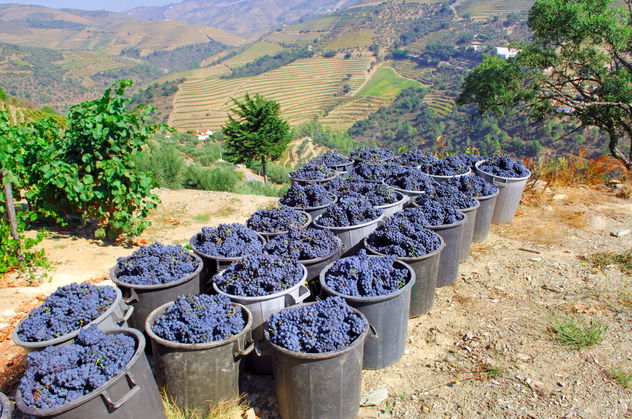 The Douro Valley